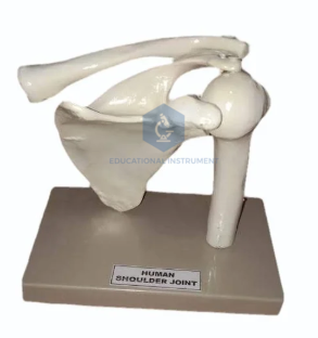 Shoulder Joint Model